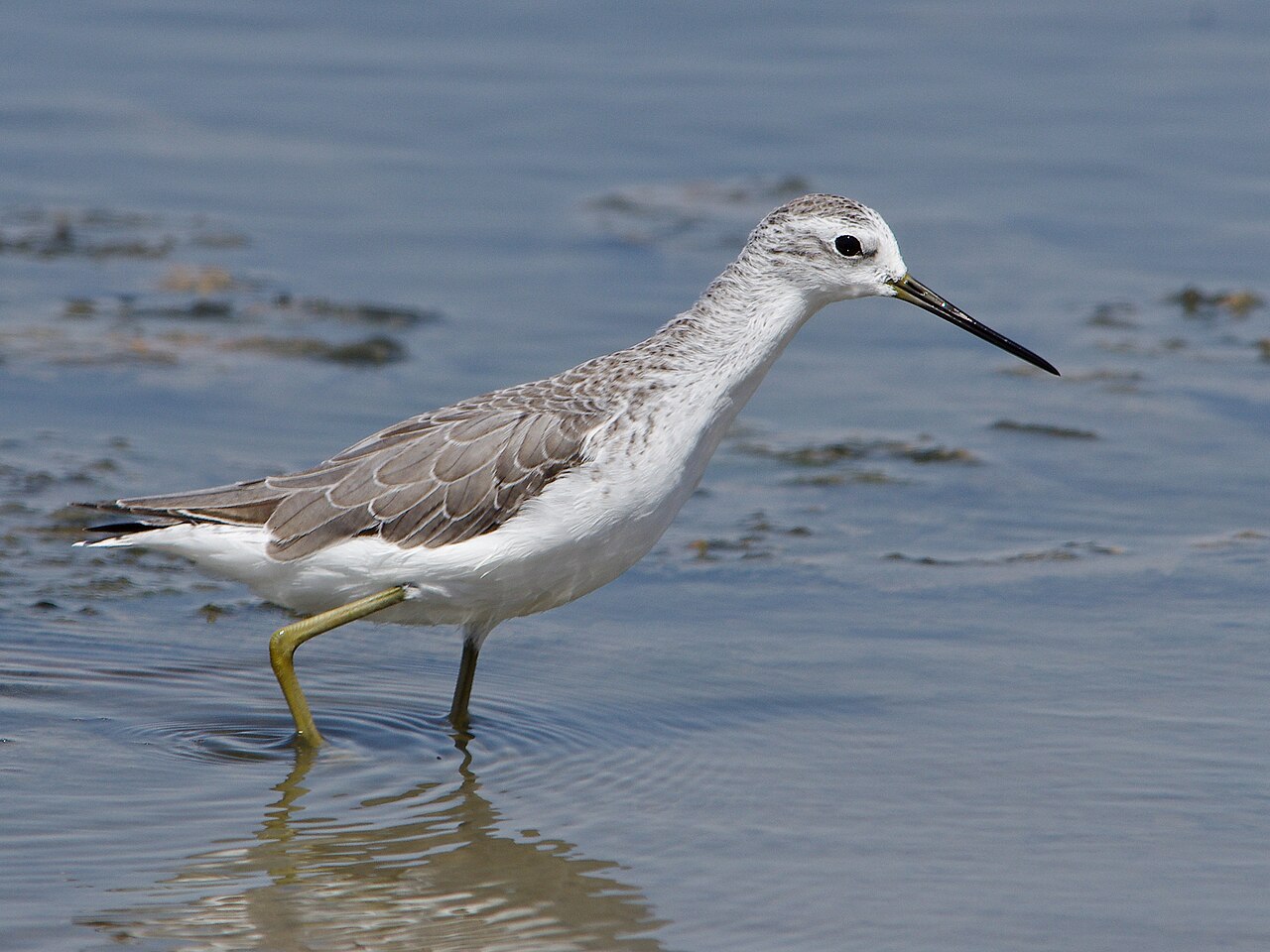 Archibebe fino (Tringa stagnatilis)
