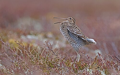 Great Snipe (Gallinago media)