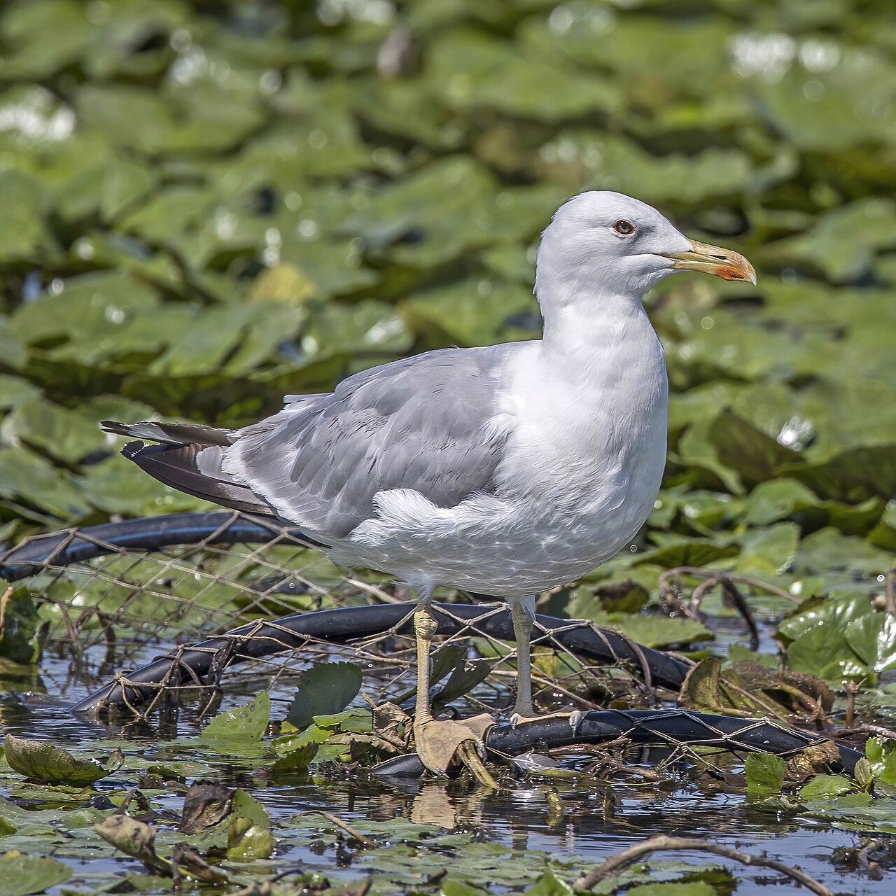 Caspian Gull (Larus cachinnans)