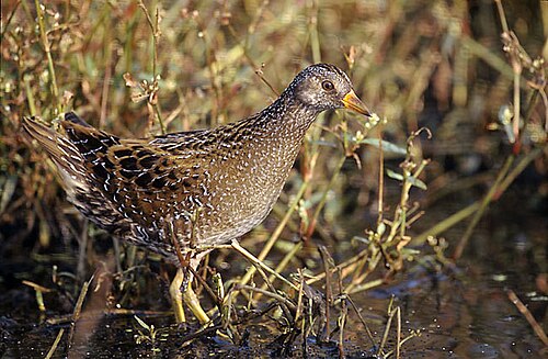 Spotted Crake (Porzana porzana)