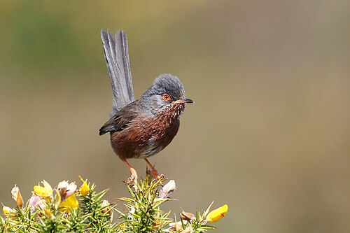 Dartford Warbler (Curruca undata)