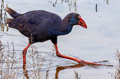 Western Swamphen (Porphyrio porphyrio)