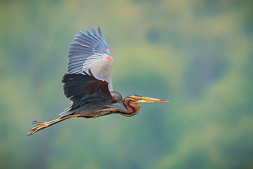 Purple Heron (Ardea purpurea)