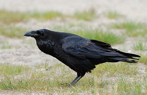 Northern Raven (Corvus corax)