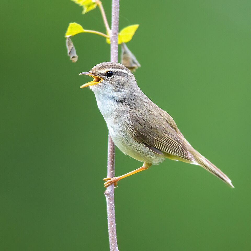 Mosquitero de Schwarz (Phylloscopus schwarzi)