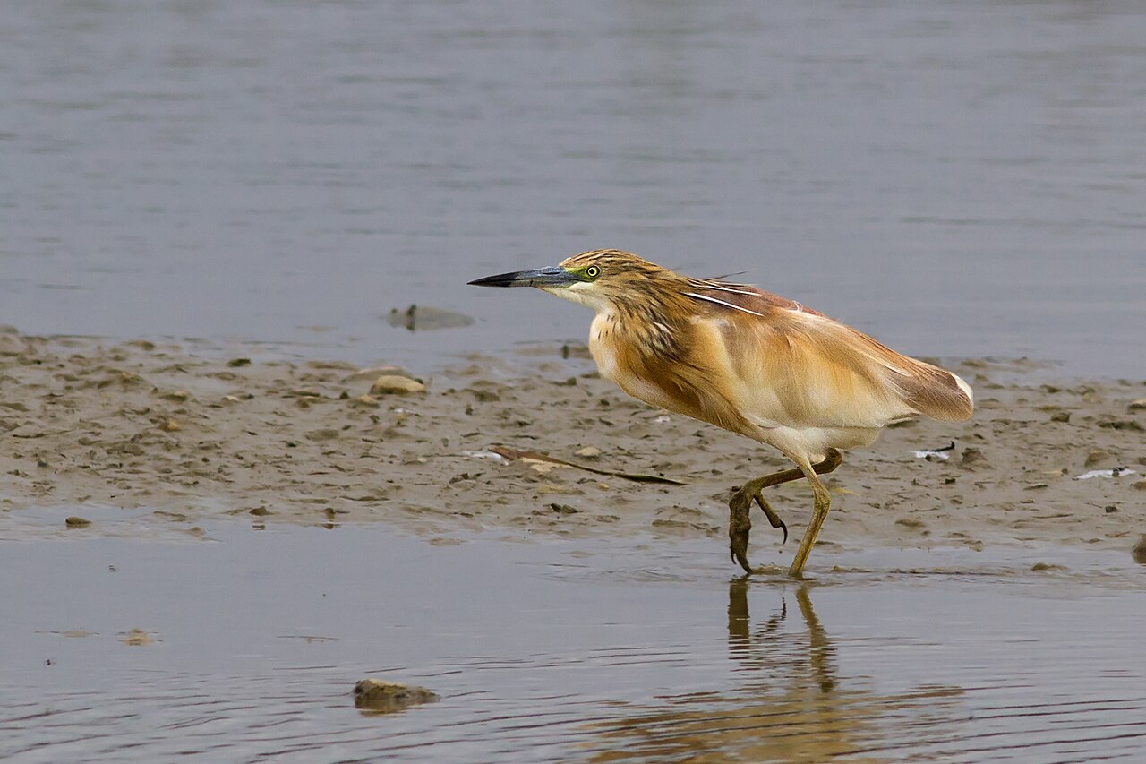 Ralreiger (Ardeola ralloides)