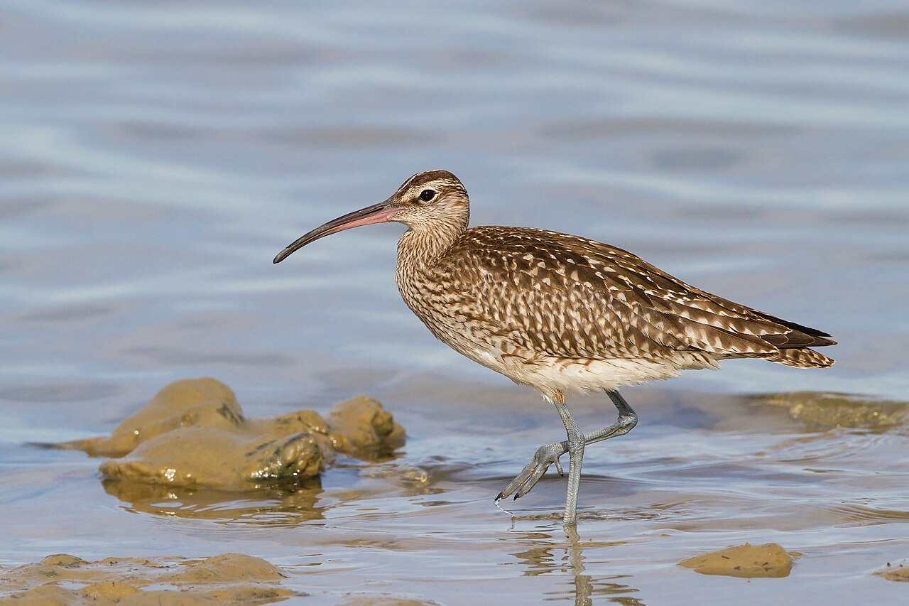 Zarapito trinador (Numenius phaeopus)