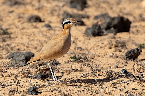 Cream-Colored Courser (Cursorius cursor)