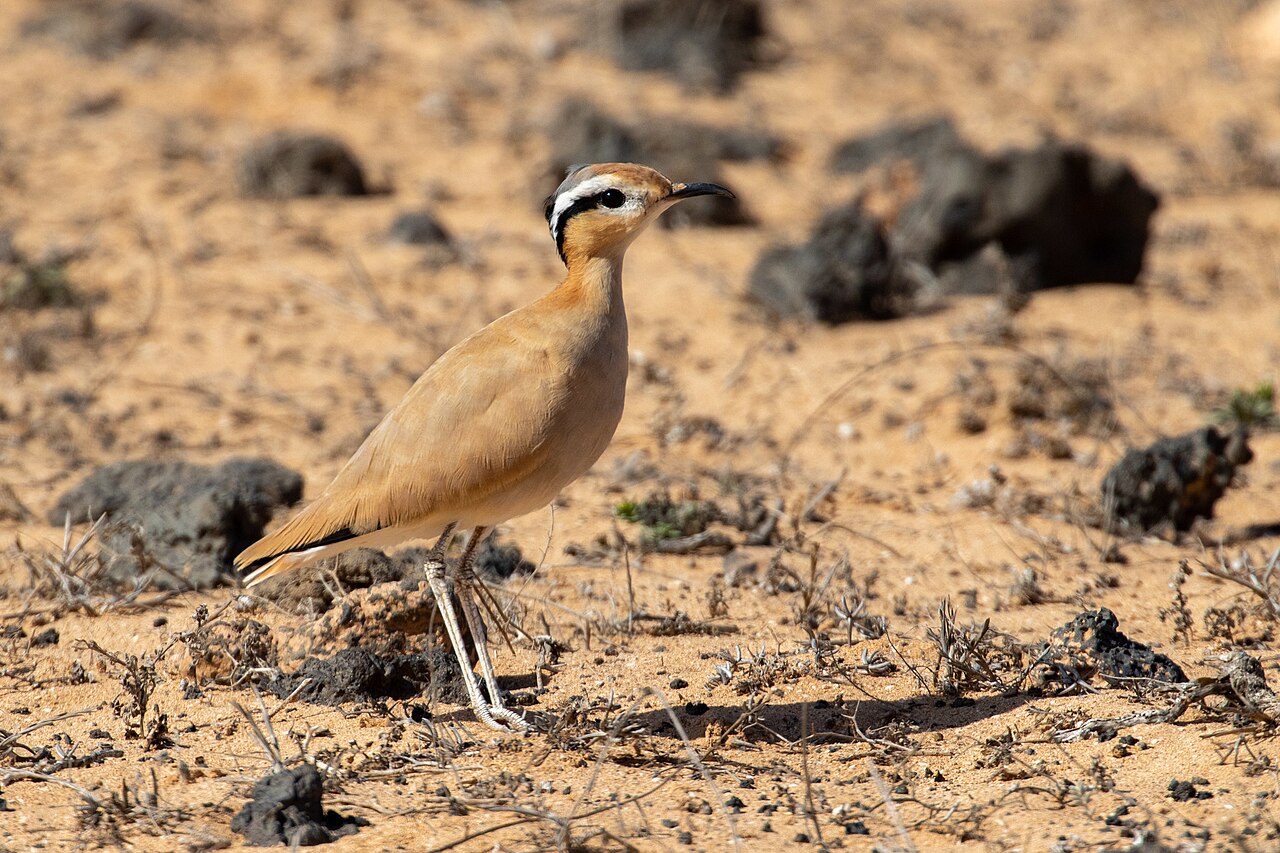 Renvogel (Cursorius cursor)