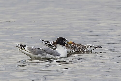 Pallas's Gull (Ichthyaetus ichthyaetus)