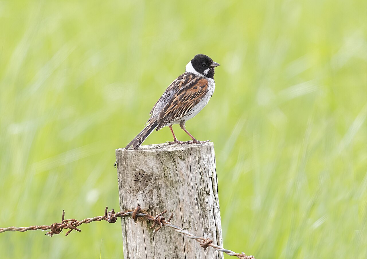 Escribano palustre (Emberiza schoeniclus)