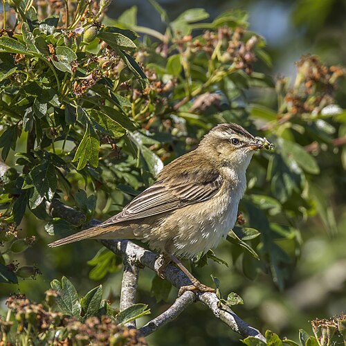 Sedge Warbler (Acrocephalus schoenobaenus)