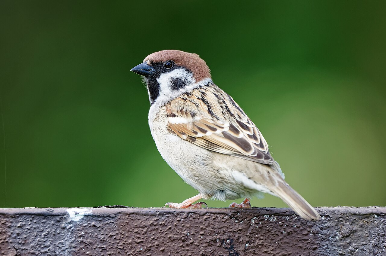 Ringmus (Passer montanus)