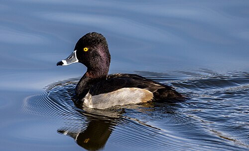 Ring-Necked Duck (Aythya collaris)