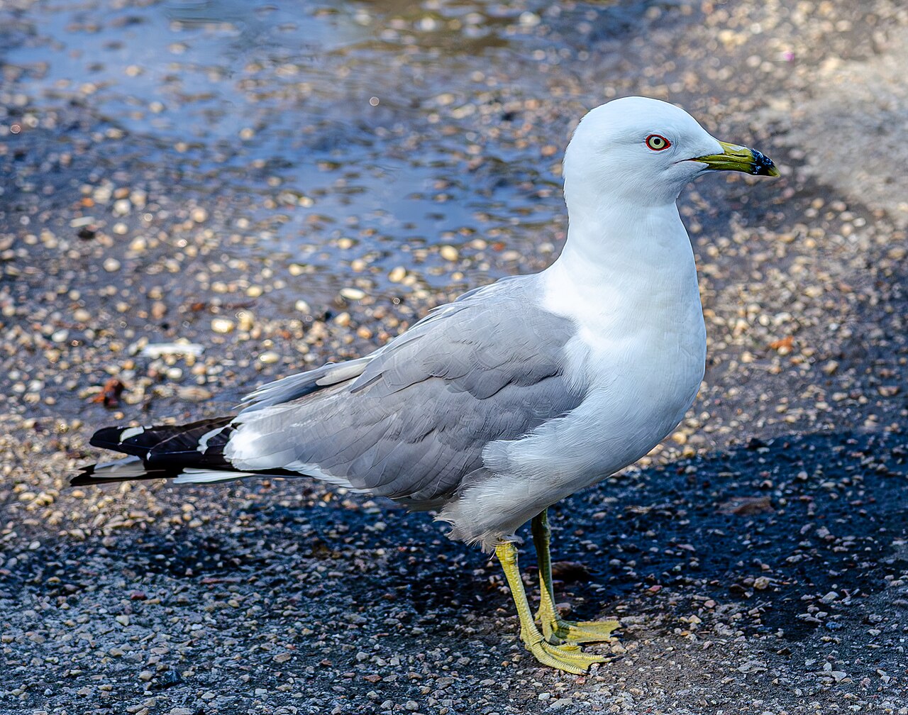 Ring-Billed Gull (Larus delawarensis)