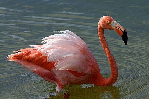 American Flamingo (Phoenicopterus ruber)