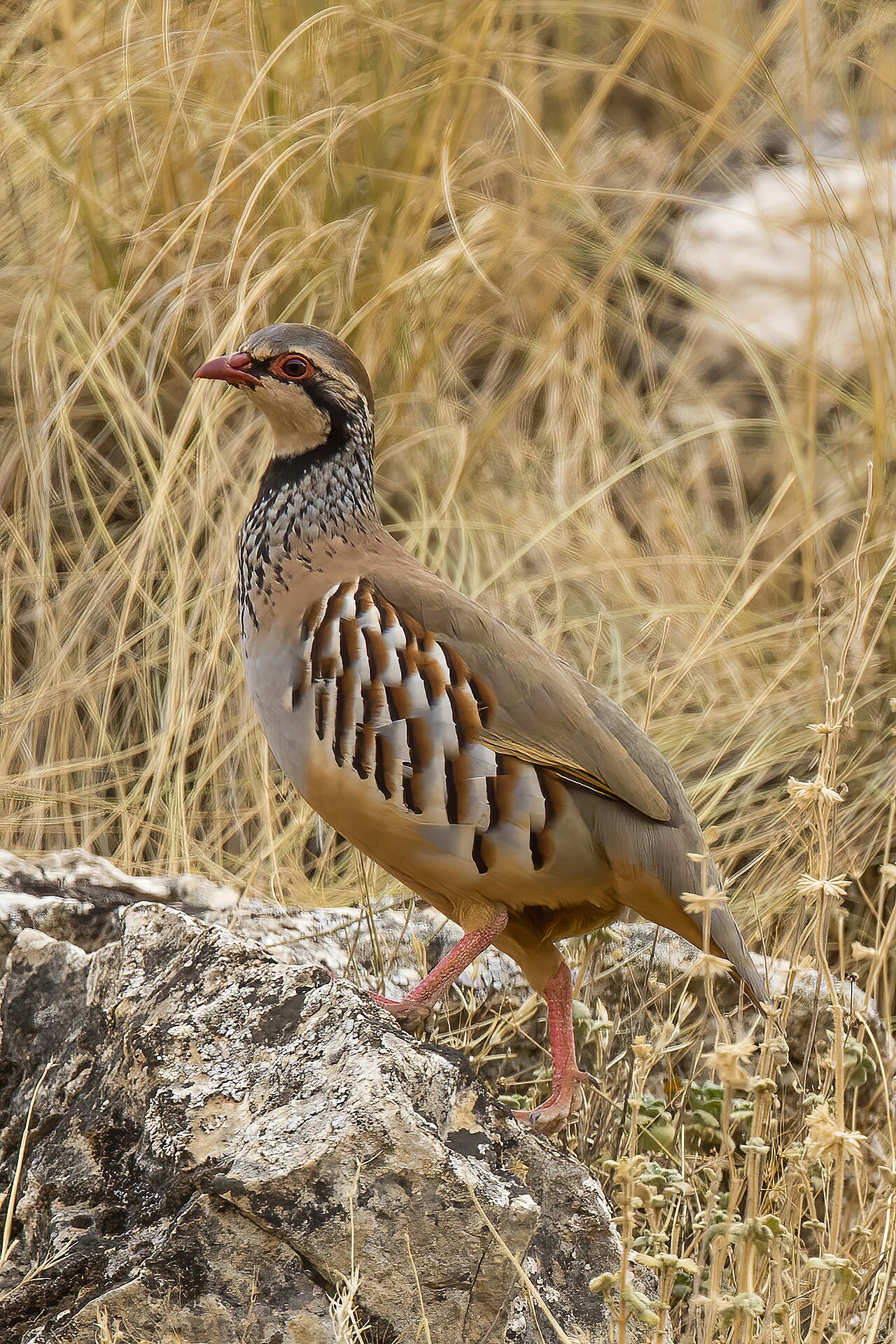 Perdiz roja (Alectoris rufa)