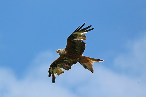 Red Kite (Milvus milvus)
