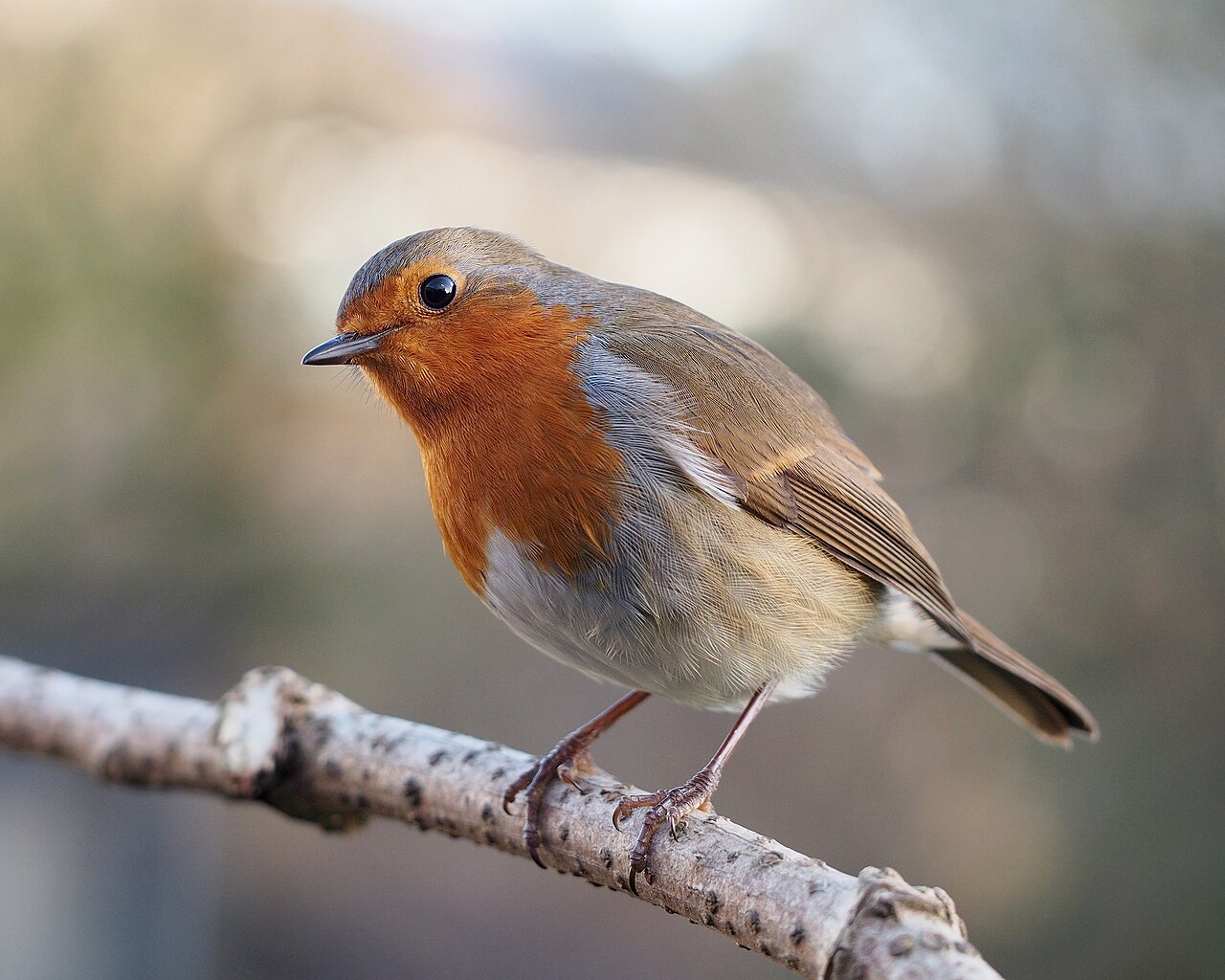 Petirrojo europeo (Erithacus rubecula)
