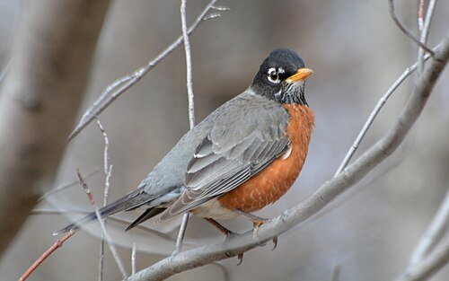 American Robin (Turdus migratorius)