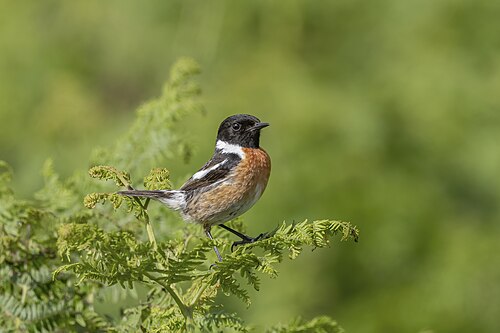 European Stonechat (Saxicola rubicola)
