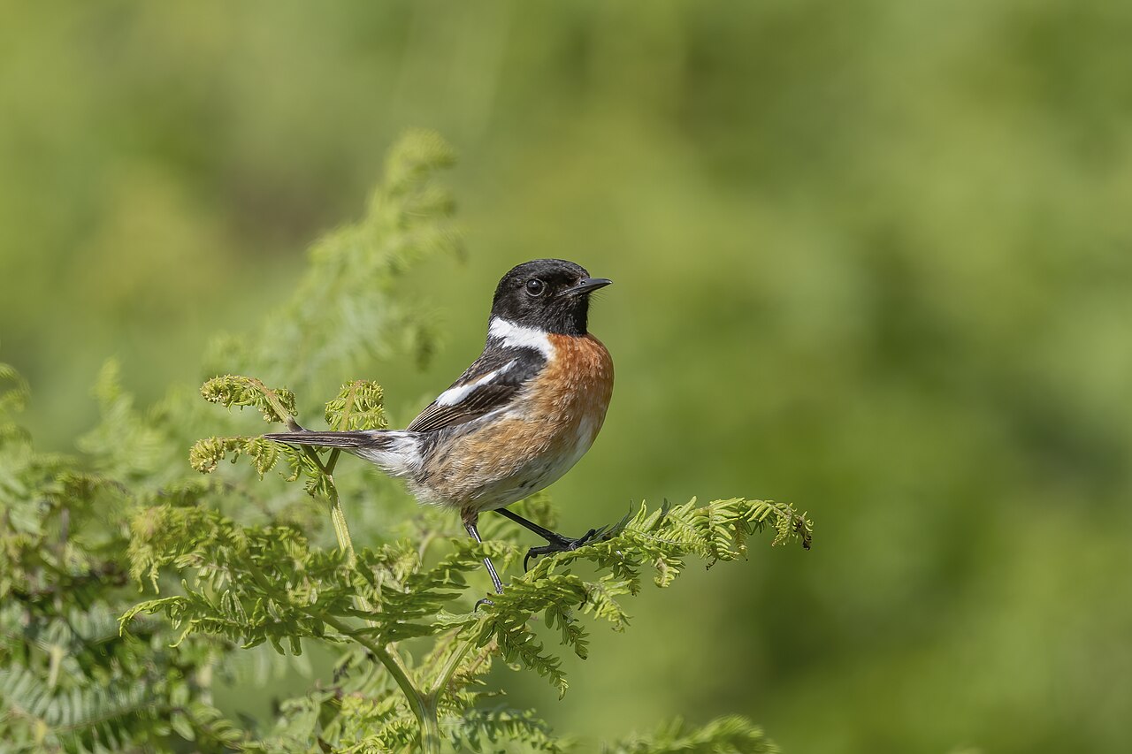 Roodborsttapuit (Saxicola rubicola)