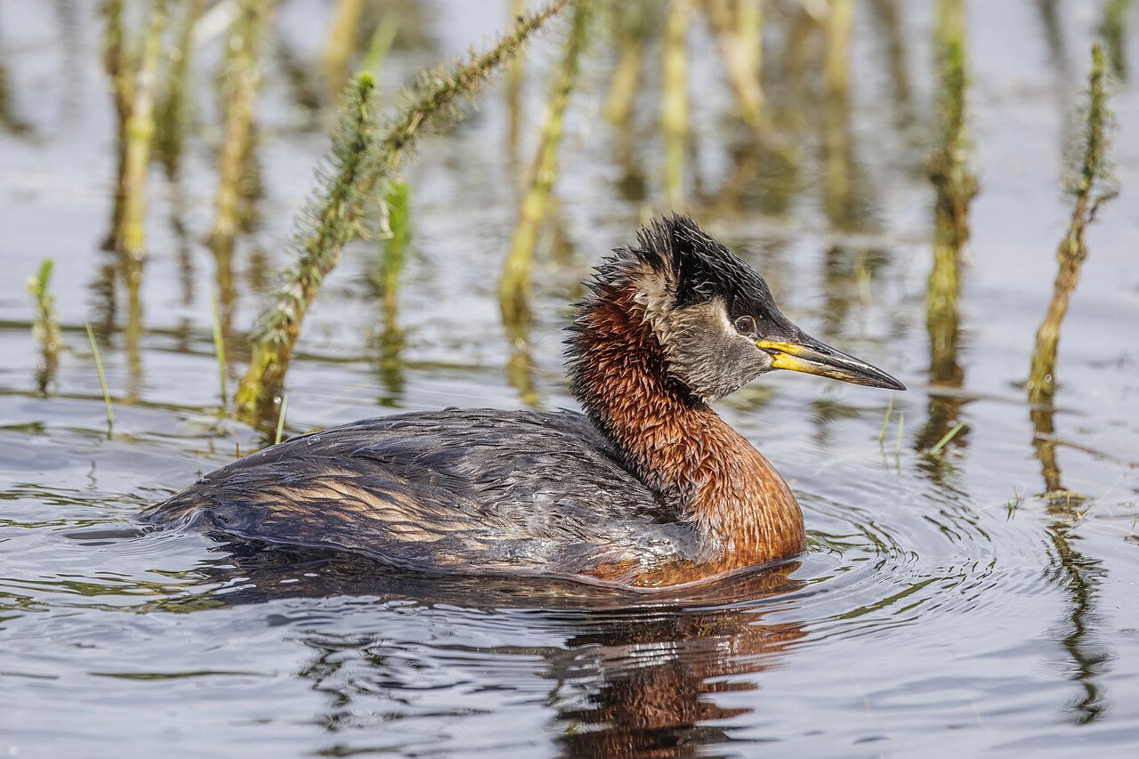 Red-Necked Grebe (Podiceps grisegena)