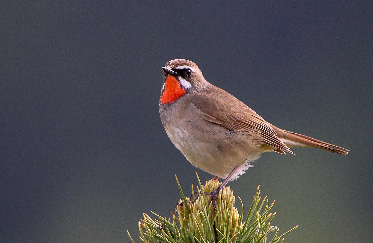 Ruiseñor calíope (Calliope calliope)