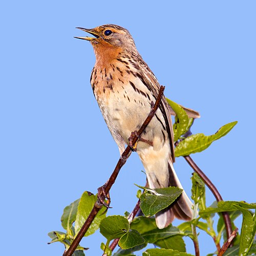 Red-Throated Pipit (Anthus cervinus)