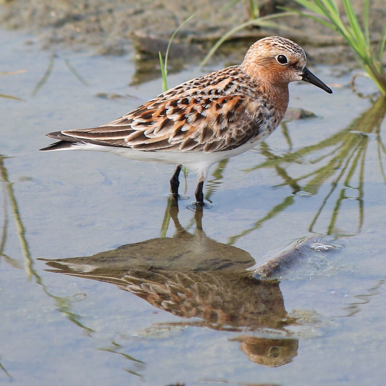 Red-Necked Stint (Calidris ruficollis)