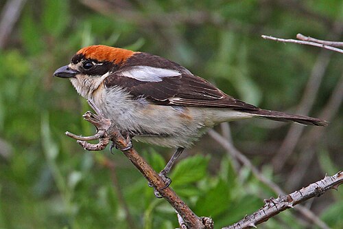 Woodchat Shrike (Lanius senator)