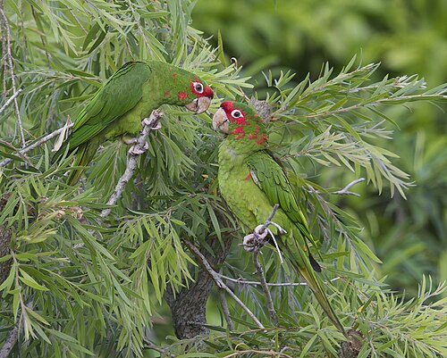Mitred Parakeet (Psittacara mitratus)