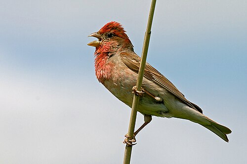 Common Rosefinch (Carpodacus erythrinus)