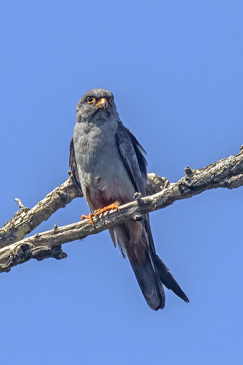 Red-Footed Falcon (Falco vespertinus)