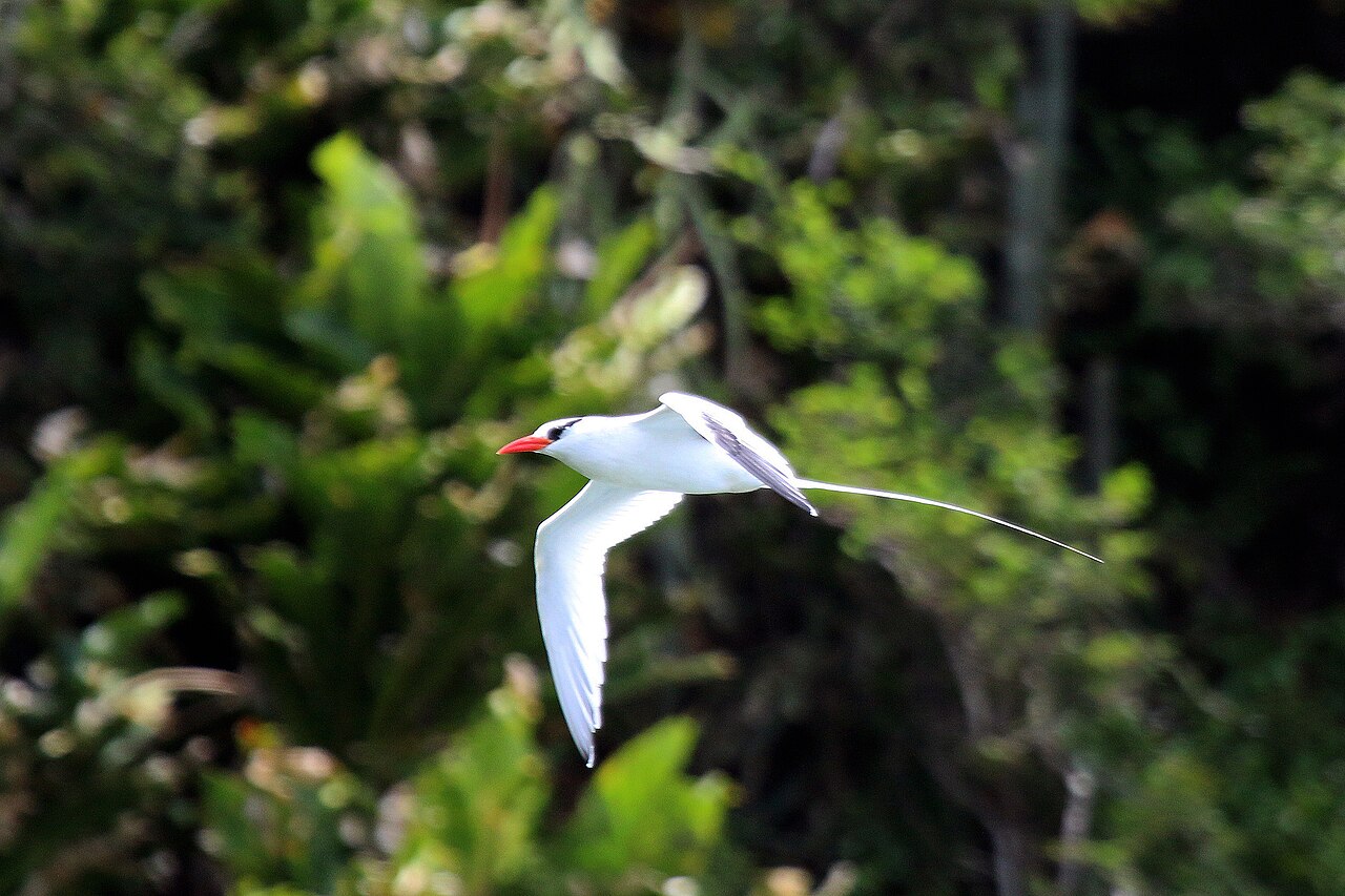 Rabijunco etéreo (Phaethon aethereus)