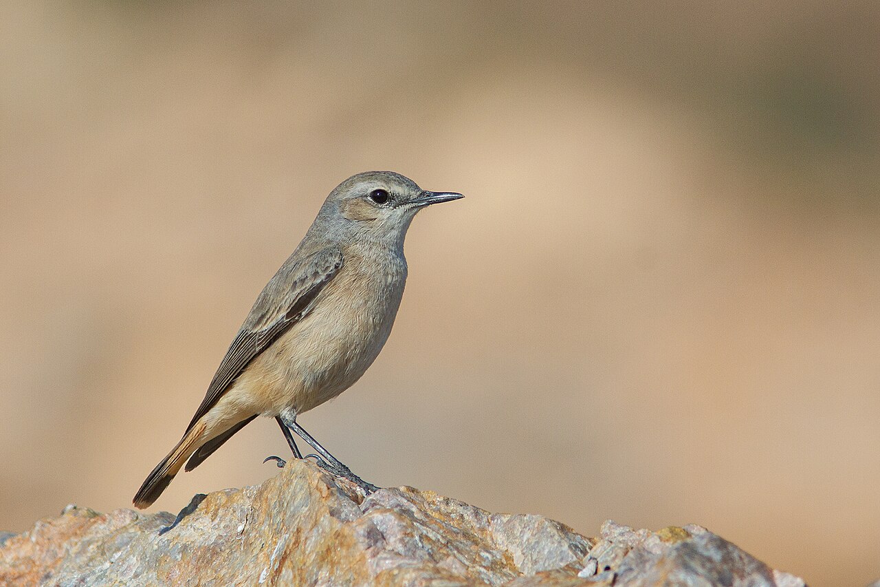 Collalba afgana (Oenanthe chrysopygia)