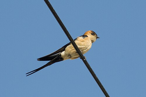 Red-Rumped Swallow (Cecropis rufula)