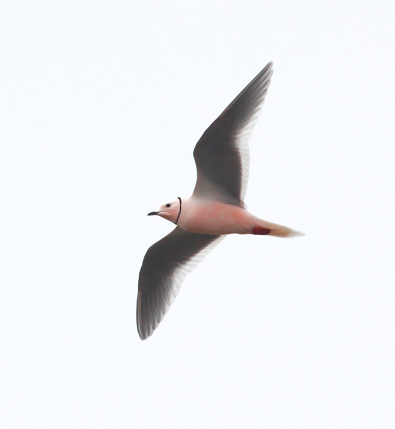 Gaviota de Ross (Rhodostethia rosea)