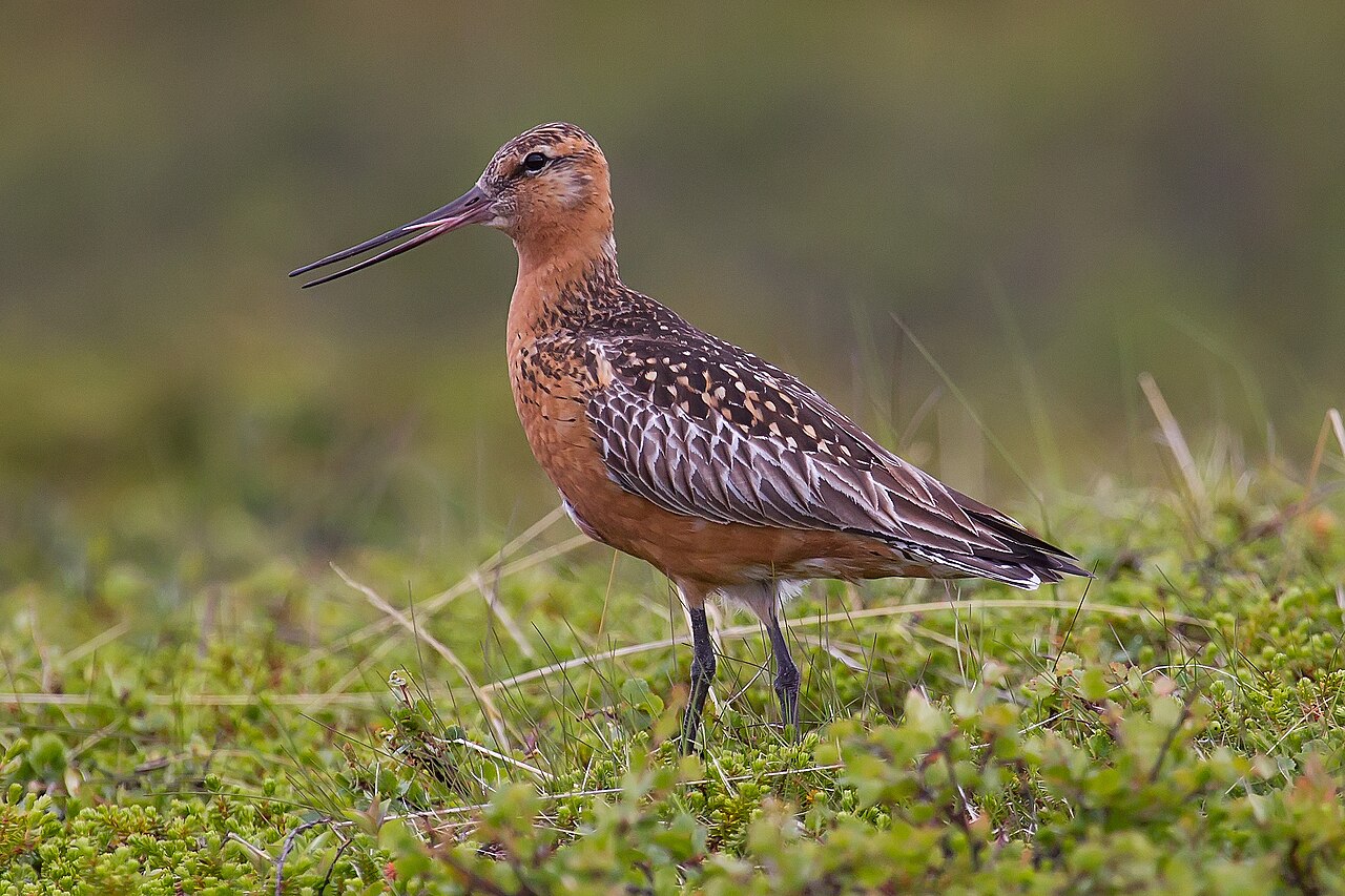 Bar-Tailed Godwit (Limosa lapponica)
