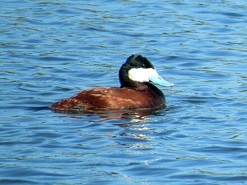 Ruddy Duck (Oxyura jamaicensis)