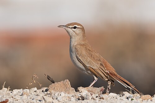 Rufous-Tailed Scrub-Robin (Cercotrichas galactotes)