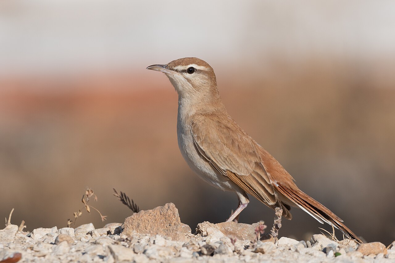 Rufous-Tailed Scrub-Robin (Cercotrichas galactotes)
