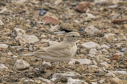 Bar-Tailed Lark (Ammomanes cinctura)