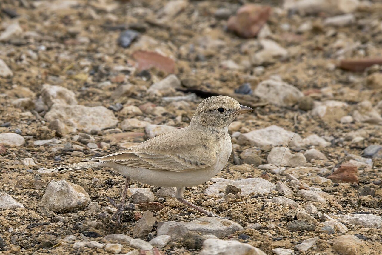 Terrera colinegra (Ammomanes cinctura)