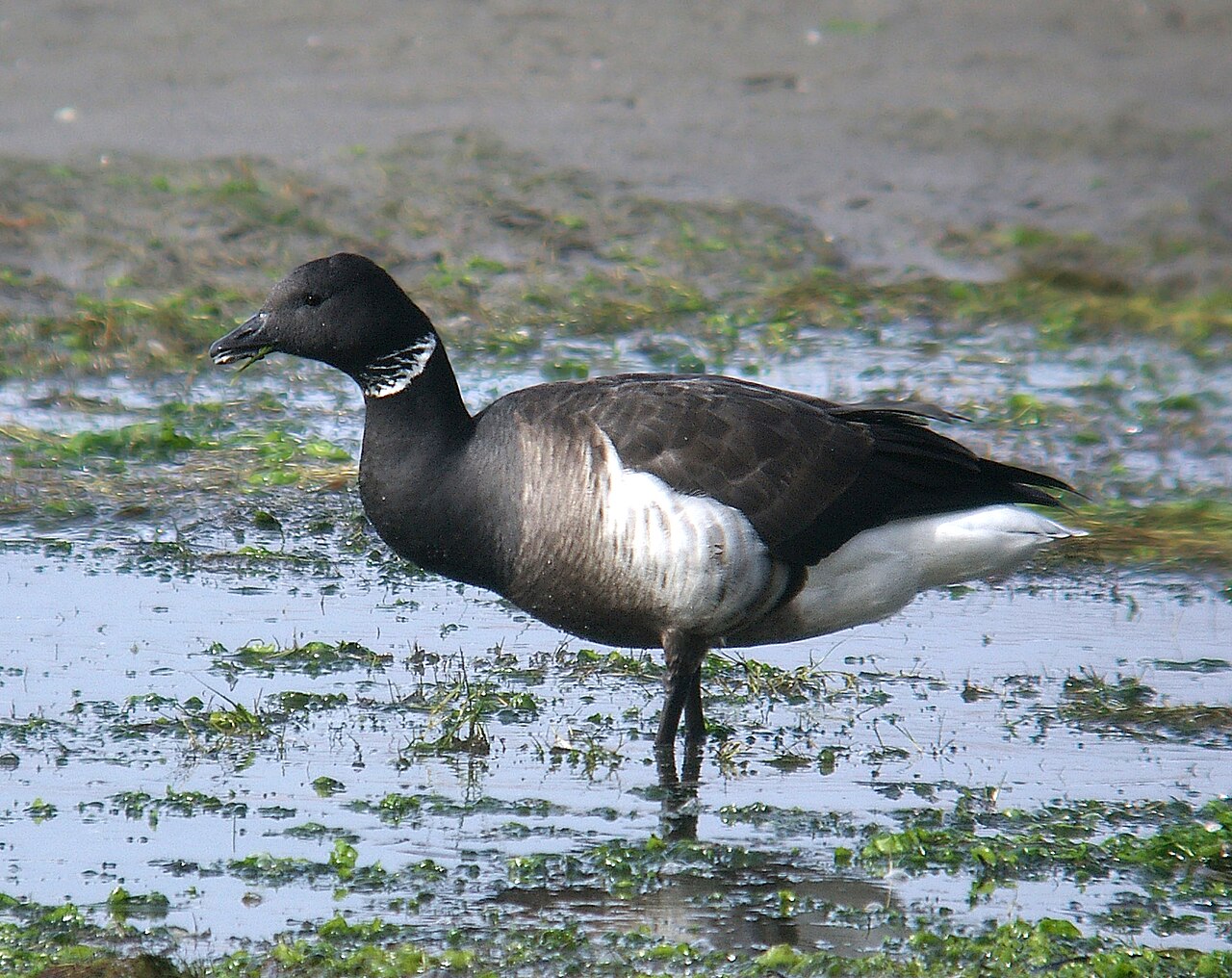 Rotgans, ondersoort nigricans, zwarte rotgans