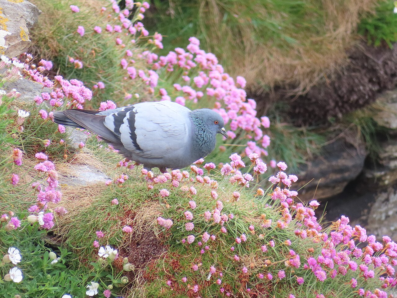Rock Pigeon (Columba livia)