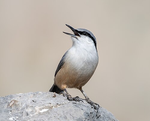 Western Rock Nuthatch (Sitta neumayer)