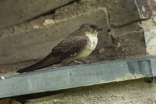 Eurasian Crag-Martin (Ptyonoprogne rupestris)