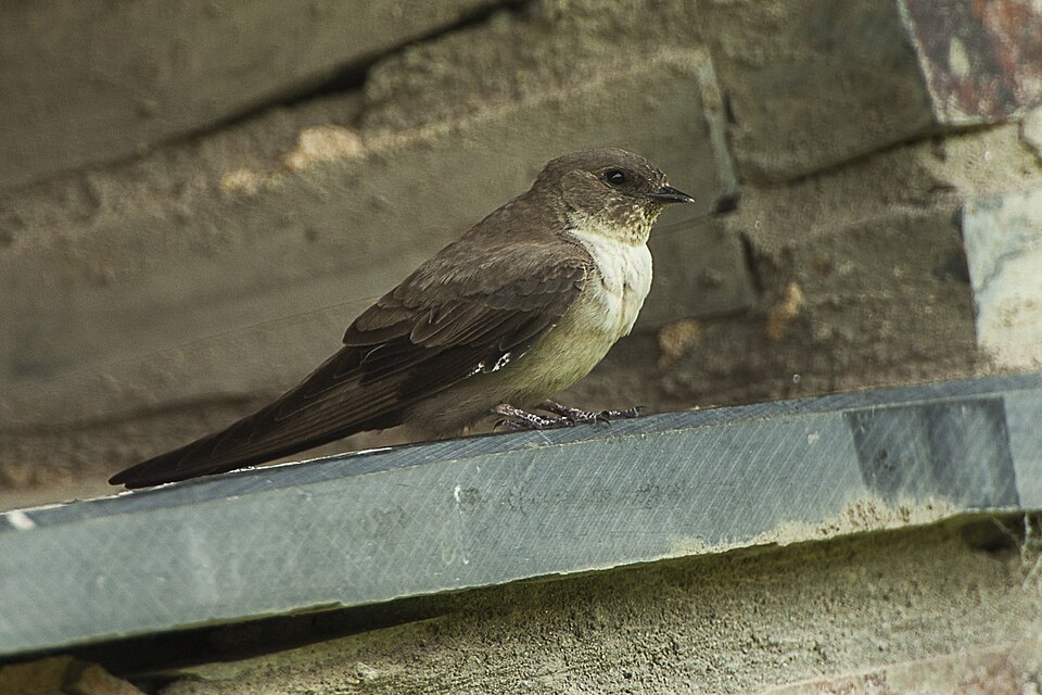 Eurasian Crag-Martin (Ptyonoprogne rupestris)
