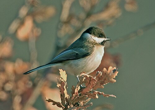 Sombre Tit (Poecile lugubris)